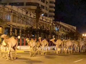 إجلاء جمال من ميناء طرابلس بليبيا بعد تعرضه لقصف