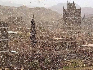 أسراب كثيفة من الجراد تغطي سماء العاصمة اليمنية