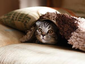 We’re not kitten around here (Photo by Mikhail Vasilyev on Unsplash)