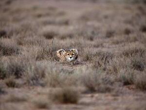 Male Asiatic Cheetah (Twitter)