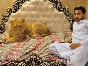 Zulkaif Chaudhary, 33, from Multan city, Pakistan, bought the cub six months ago, and has let the king of the jungle have free rein of his home (Twitter)