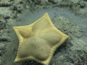 Plinthaster dentatus (Twitter)