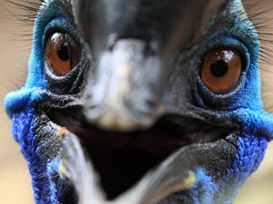 Close up face of Beautiful Cassowary Bird have vivid blue color. beak look like smile  (Shutterstock)	