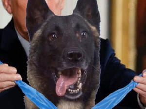 واشنطن توقف إرسال كلاب مدرّبة على كشف المتفجرات لمصر والأردن لسوء رعايتها