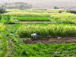توزعت المساعدات المالية الحكومية بين الفلاحين الصغار بحصة 57%، والفلاحين المتوسطين بنسبة 23%، والفلاحين الكبار بنسبة 20%