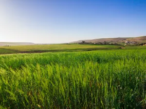 كان منتجو الحمضيات عانوا، الموسم الماضي، من خسائر كبيرة، في سياق متسم بارتفاع الإنتاج في السوق الدولي وضعف الأسعار في السوق المحلية، ما دفعهم إلى التخلص من محاصيلهم