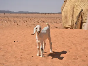 أعلنت وزارة البيئة والمياه والزراعة اليوم عن تعليق واردات المملكة من المواشي الحية من جمهورية السودان