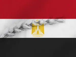 مصر تعتزم توريد 3.6 ملايين طن قمح ‏من المزارعين