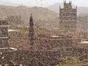 Locusts in Abyan, Yemen 2019 