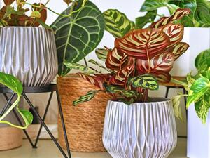 النباتات الكبيرة لها جاذبيتها الخاصة النباتات الكبيرة لها جاذبيتها الخاصة