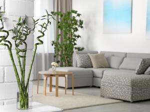 يحتاج نبات البامبو إلى أشعة الشمس يحتاج نبات البامبو إلى أشعة الشمس