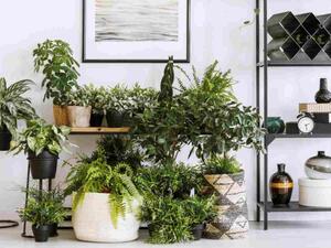 تحتاج النباتات المنزلية إلى حرارة متوسّطة حتّى تنمو بنجاح