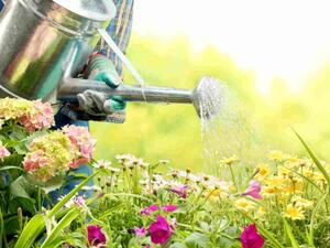 يجب الحرص على رش الورود بالمواد العضوية لحمايتهم من الإصابة بالأمراض الفطرية