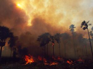  الحرائق في غابات الأمازون سجلت مستوى قياسيا هذا العام