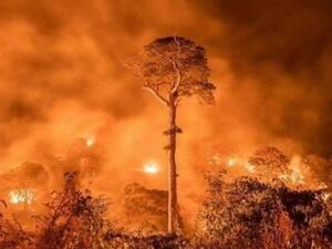 الحرائق أتت على مساحات واسعة من الغابات الاستوائية بسومطرة وبورنيو في إندونيسيا