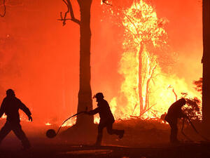  أكثر من 800 مليون حيوان كانوا ضحايا الحرائق في ولاية نيو ساوث ويلز