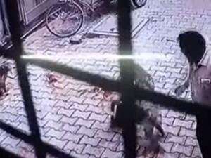 قرود تهاجم رجلا هنديا في الشارع