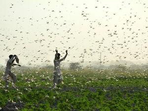 تحديد مادة كيميائية يمكن استخدامها كطعم لصيد أسراب الجراد