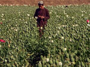 Taliban Chief Orders Ban on Poppy Cultivation in Afghanistan (AFP)