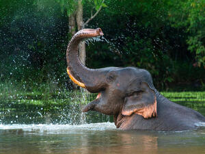 Unique Hospital Cures Elephants in India