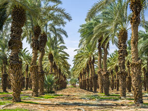 Israeli Firm Mulls Promoting Desert Agriculture Projects In UAE
