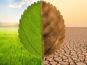 Global Warming Solutions That Can Save Our Planet