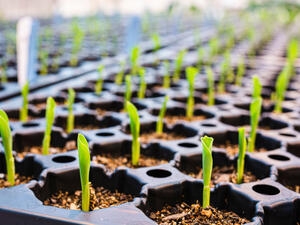 Saudi AgTech Firm Secures $10 Million In Investments