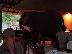 Before long, the family of elephants turns away from the tourists and moves out of the room. (Video Screenshot)