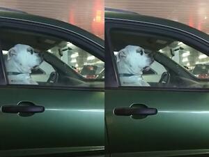 The hilarious pooch was filmed in a Walmart parking lot in Toronto, Ontario, in Canada. (ViralHog.com)