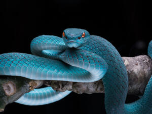 (Shutterstock/ File Photo)