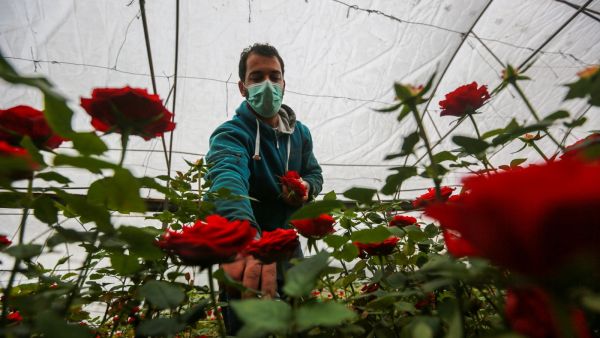 COVID-19 Tightens the Rope Around Gaza Flower Farmers' Necks