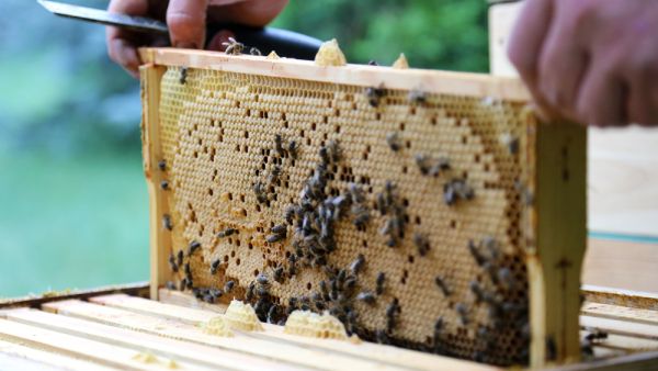 (Shutterstock/ File Photo)