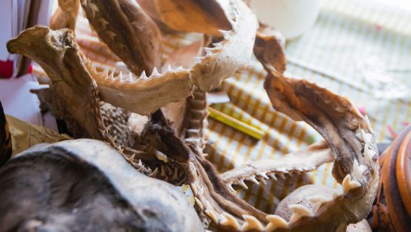 (Shutterstock/ File Photo)