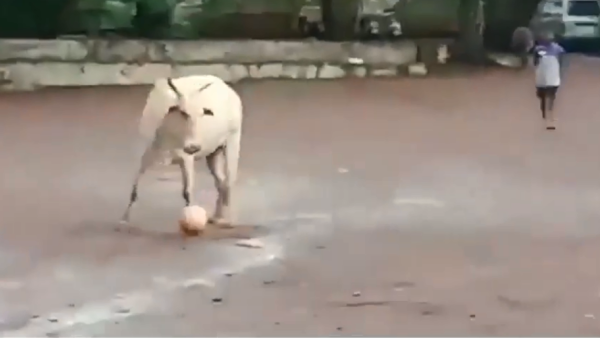 After a few attempts, a stray kick by the bull sees him temporarily lose possession of the ball. (YouTube)