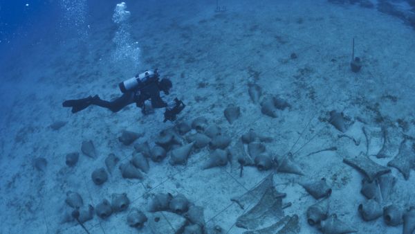 Underwater Archaeology (Shutterstock)	
