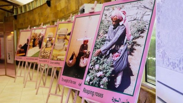 The Taif rose became the most prominent economic product in the city due to its rare qualities and properties. (SPA)