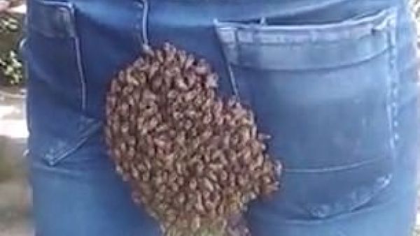They are claimed to have been following their Queen when they landed. They removed her and put her in a jar to get the other bees to fly away. (Daily Mail)