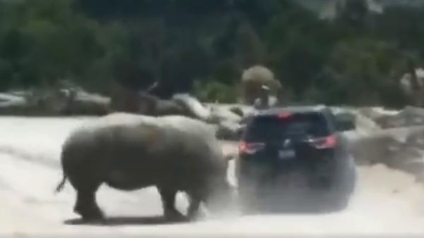Rhino attacks car at Mexican zoo safari. (Screenshot/ Twitter)