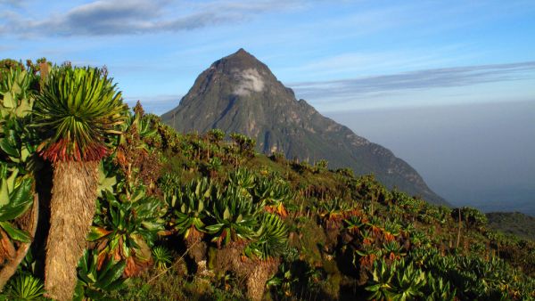 Rwanda’s national parks (Shutterstock) Rwanda’s national parks (Shutterstock)