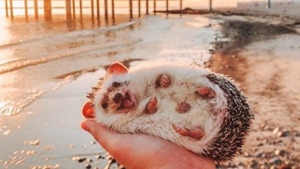 Herbee the happy hedgehog was last month pictured giving the world a smile as she lay on the palm of Talitha's pal in South Tyrol, Italy. (Mr Pokee/ Instagram)