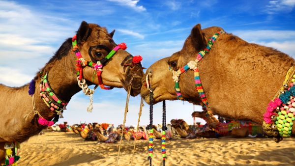 Camel Festival (Shutterstock)	