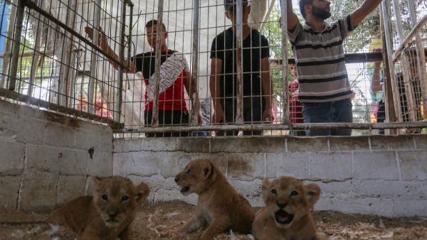 A Recently born lion cubs at a zoo, in Rafah, in the southern Gaza Strip, on September 8, 2019. (Shutterstock/ File Photo)
