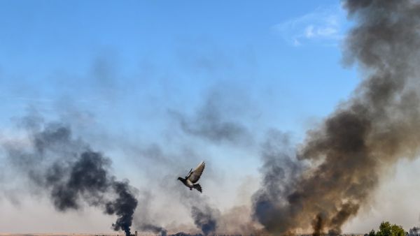 Smoke rises from the Syrian town of Tal Abyad, in a picture taken from the Turkish side of the border where a pigeon is seen in Akcakale (AFP)