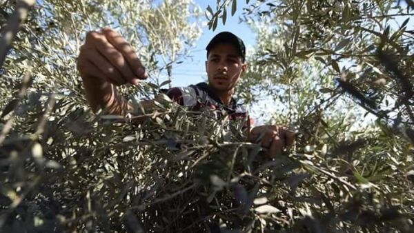 It's olive harvest season in Palestine (Twitter)