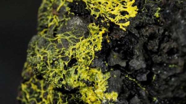 The blob was named after a 1958 science-fiction horror B-movie (Twitter)