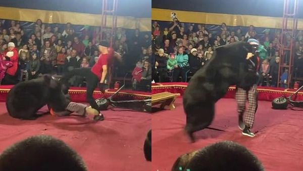  The 600lb creature was muzzled which may have saved the trainer from death. (Daily Mail)