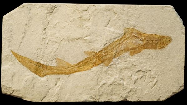 Fossil of a small shark. (Shutterstock/ File Photo)