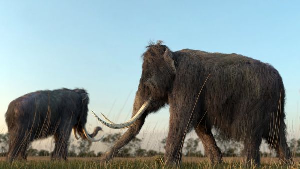 An illustration of a group of Woolly Mammoths. (Shutterstock/ File Photo)