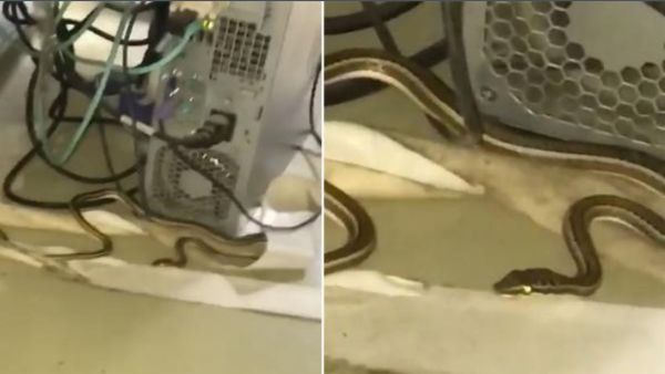 العثور على ثعبان داخل معمل الحاسب الآلي