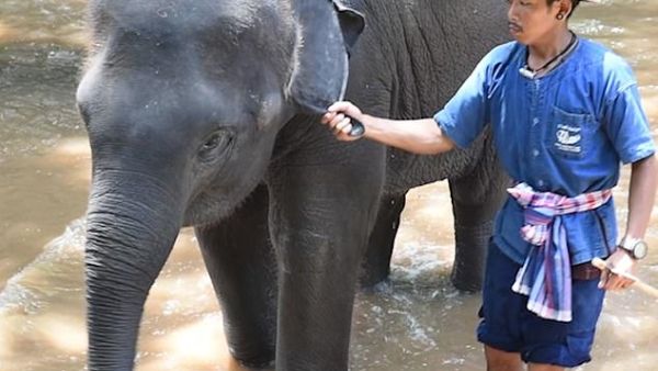 An elephant is tugged along by a worker at the Thai camp where calves endure horrific 'training' to perform for tourists. (Video Screenshot/ Daily Mail)